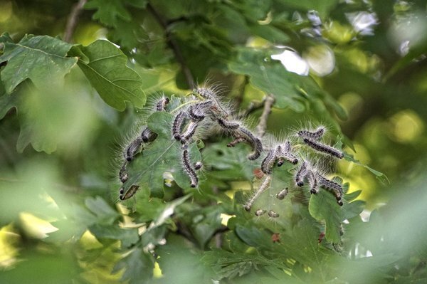 image 979562
