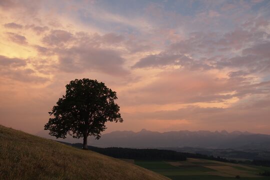Bild-Baum-Stimmung.jpg