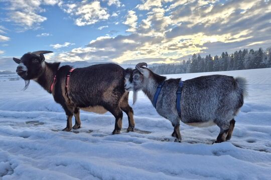 Positives Himpi und Capo