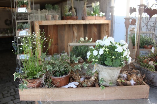 IMG_5095---Kopie-(2)