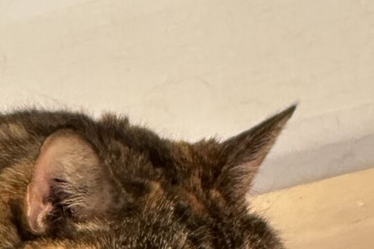 IMG_7593.jpeg