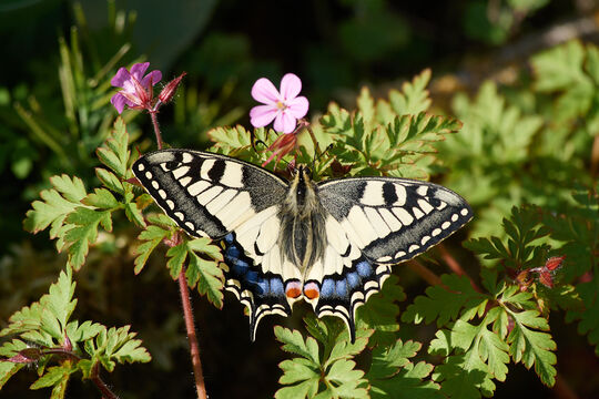 Schwalbenschwanz_sb.jpg