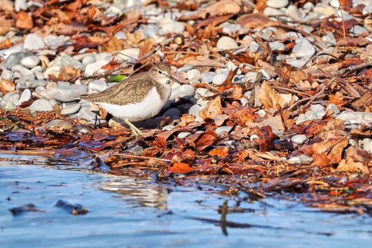 Bild Seltener Vogel beobachtet