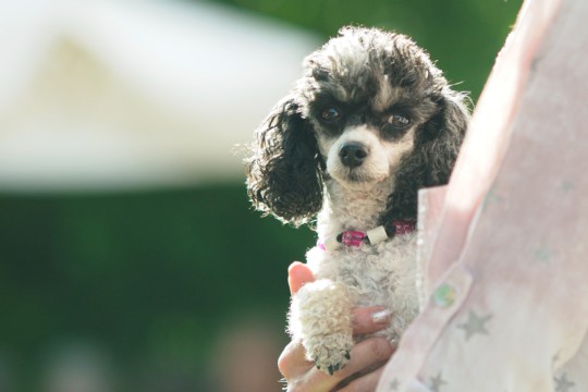 fischkusperli_heistrich_0011