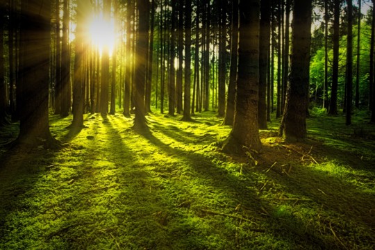 sunset-on-rain-forest-1125776.jpg