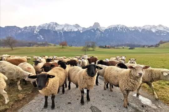 IMG_20210222_185136_resized_20210307_111536951