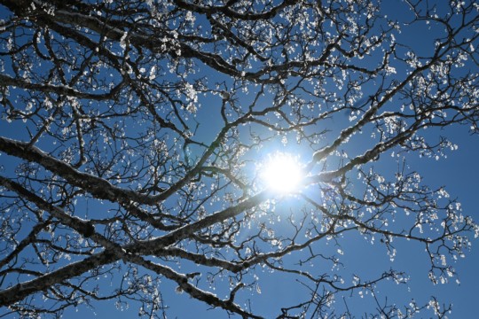 Fr&uuml;hlingserwachen