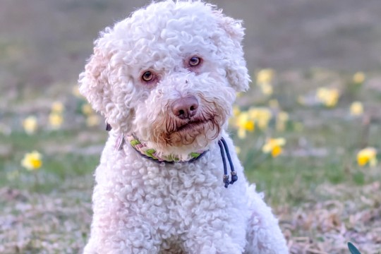 Jini_Osterglocken_hochformat