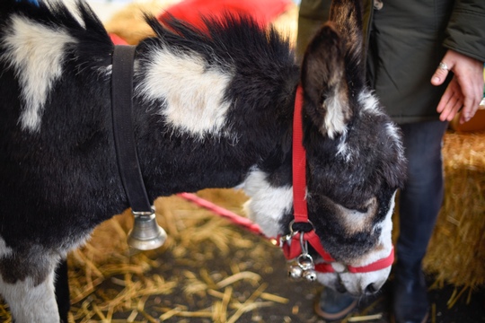 Weihnachtsmarkt Worb 2018-95