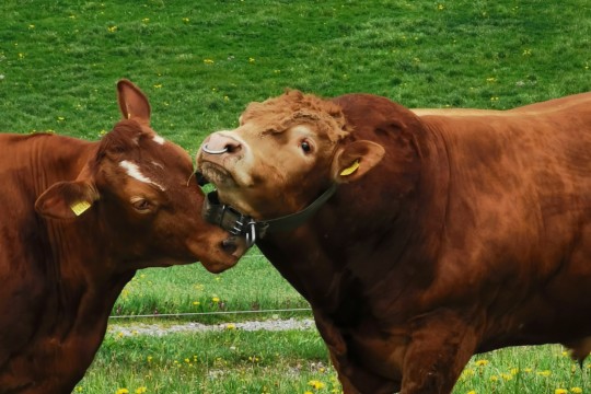 Sonja-Kr&auml;henb&uuml;hl