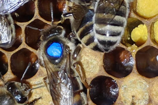 Bienenk&ouml;nigin.png