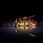 Profil Bild